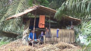 Selain Diduga Merambah Kawasan HL, PT Pasangkayu Dituding Serobot Tanah Adat Suku Bungu