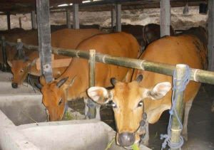 Warga Karondang Sembelih 9 Ekor Hewan Qurban Hasil Urungan