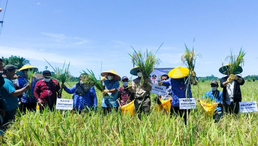 Panen Raya Padi Di Desa Pasapa, Askary : Lahan Sawah Jangan Dialih Fungsikan Menjadi Lahan Sawit