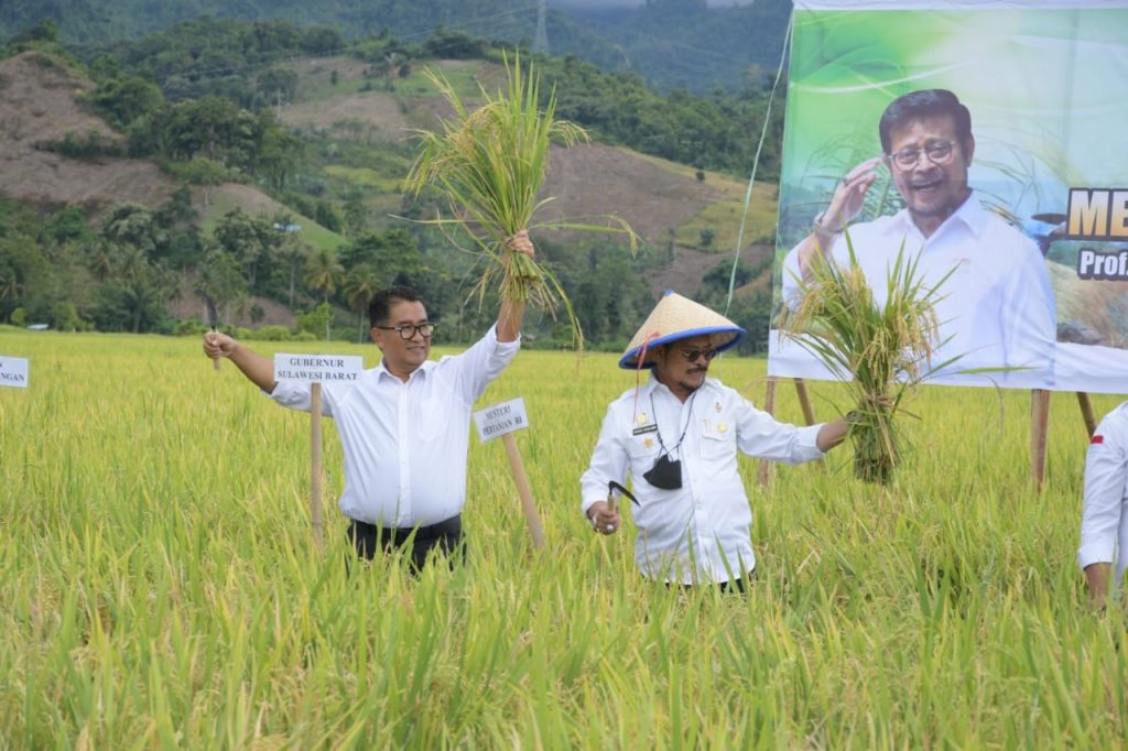 Dua komoditi di Sulbar Sudah Swasembada