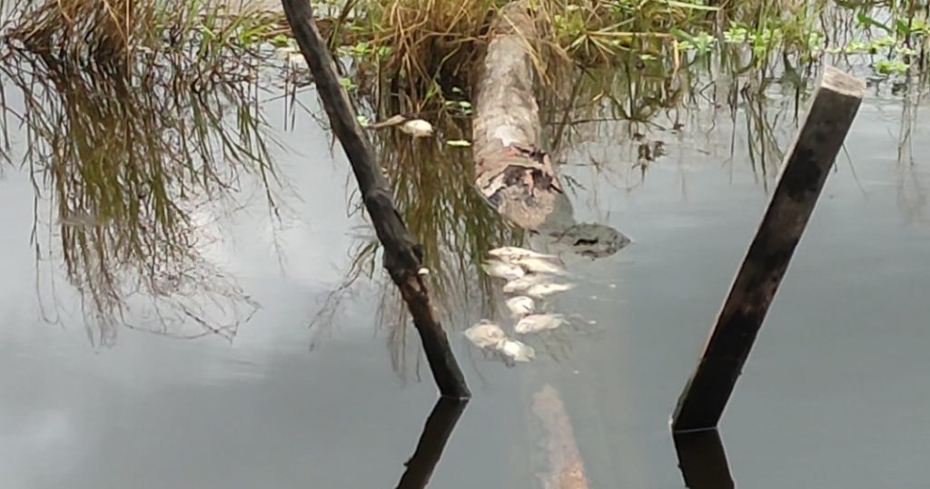 Ikan Mati Massal, Petambak di Desa Kasano Terancam Gagal Panen