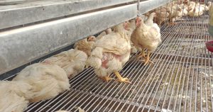 Sehari Jelang Ramadhan, Harga Ayam Potong di Pasar Topoyo Masih Stabil