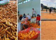 Dukung Swasembada Nasional, BBTPH Sulbar Genjot Produksi Benih Jagung Komposit dan Jagung Pakan