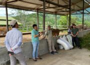 Targetkan Sentra Bibit Unggul Sapi, Kadis TPHP Sulbar Dorong IPTU Beroangin Jadi Pusat Edukasi Peternakan