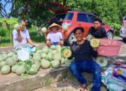 Dukung Makan Bergizi Gratis, UPTD BBTPH Sulbar Panen Melon di BBIH Rea Timur