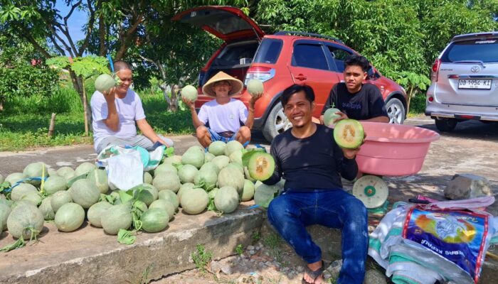 Dukung Makan Bergizi Gratis, UPTD BBTPH Sulbar Panen Melon di BBIH Rea Timur