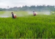 Gerak Cepat Dinas TPHP Sulbar : 7 Hektare Padi di Tommo Berhasil Diselamatkan dari Serangan Penyakit