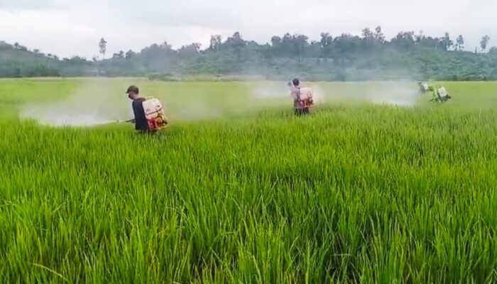 Gerak Cepat Dinas TPHP Sulbar : 7 Hektare Padi di Tommo Berhasil Diselamatkan dari Serangan Penyakit