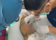 Sayangi Anabul, Klinik Hewan Sulbar Gencarkan Sterilisasi untuk Kendalikan Populasi dan Cegah Penyakit