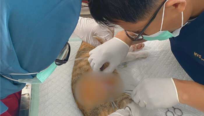 Sayangi Anabul, Klinik Hewan Sulbar Gencarkan Sterilisasi untuk Kendalikan Populasi dan Cegah Penyakit