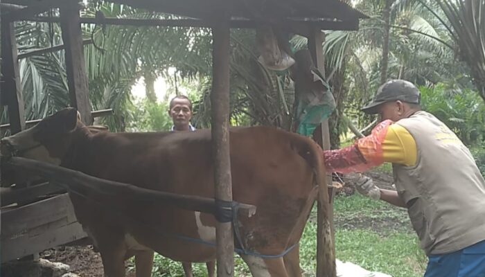 Ramadan Bukan Penghalang, Layanan IB Sulbar Tetap Siaga 24 Jam