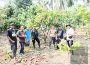 Perkuat Fondasi Perkebunan, Pemprov Sulbar Akselerasi Penetapan Kebun Sumber Benih Kakao Unggul