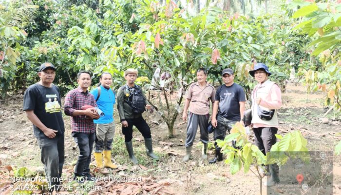 Perkuat Fondasi Perkebunan, Pemprov Sulbar Akselerasi Penetapan Kebun Sumber Benih Kakao Unggul