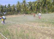 Selamatkan Panen Bawang Merah, DTPHP Sulbar Terjunkan Tim Gerdal Gempur Serangan Ulat Grayak di Polman
