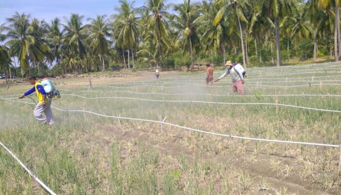 Selamatkan Panen Bawang Merah, DTPHP Sulbar Terjunkan Tim Gerdal Gempur Serangan Ulat Grayak di Polman