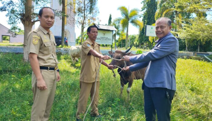 Satu Komando Visi SDK, Disperkimtanhub Sulbar Serahkan Sapi Kurban Terbaik Lewat Biro Pemkesra