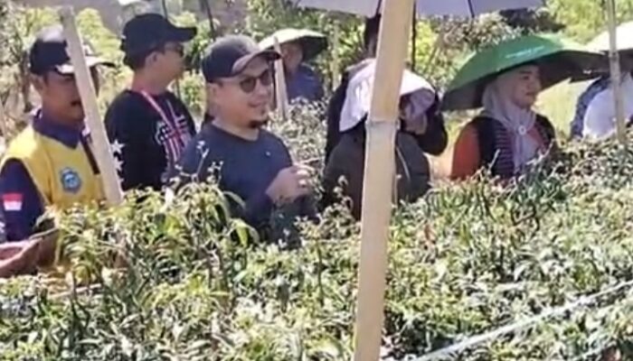 Ikut Panen Cabe di Desa Lemo-Lemo, Arsal Tantang Emak-Emak Sulap Pekarangan Rumah Jadi Ladang Duit!